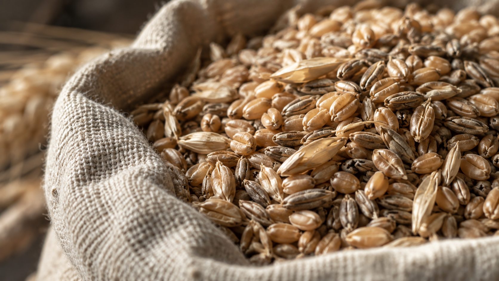 Weizen- und Roggenkörner in einem flachen Leinensack